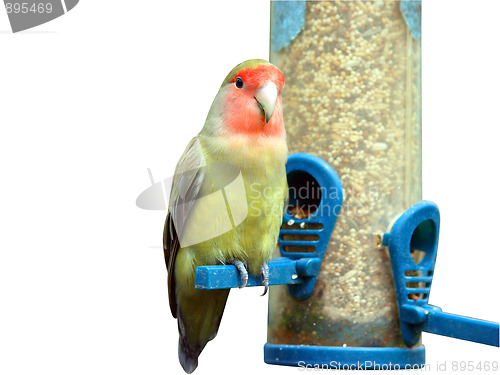 Image of Lovebird perched on a seed feeder with copyspace