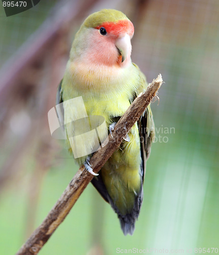 Image of  Peach Faced  Lovebird