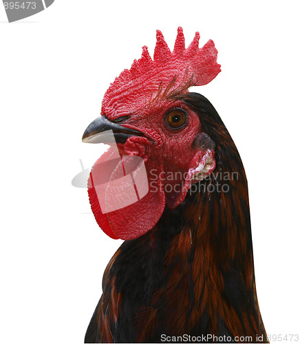 Image of Red Combed Rooster