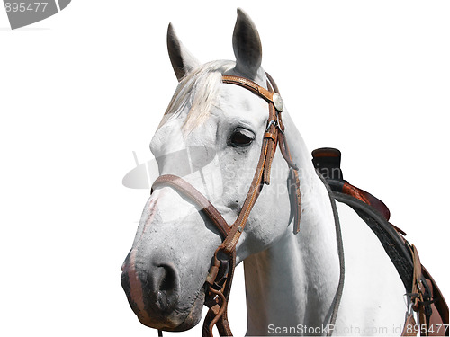 Image of Portrait View of a Cowboy's Horse