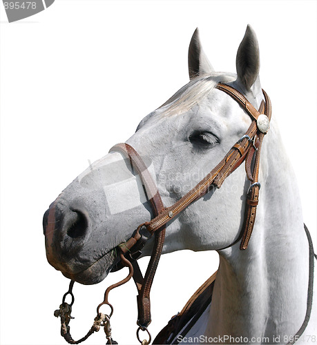 Image of Portrait View of a Cowboy's Horse