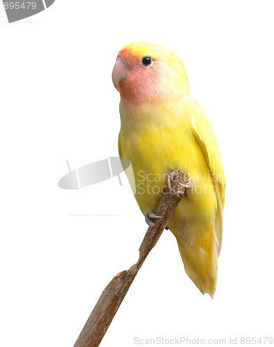 Image of Yellow Lovebird Out on a Branch