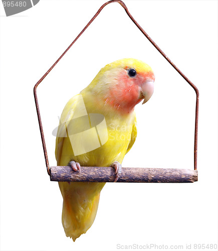 Image of Yellow Lovebird on Swing