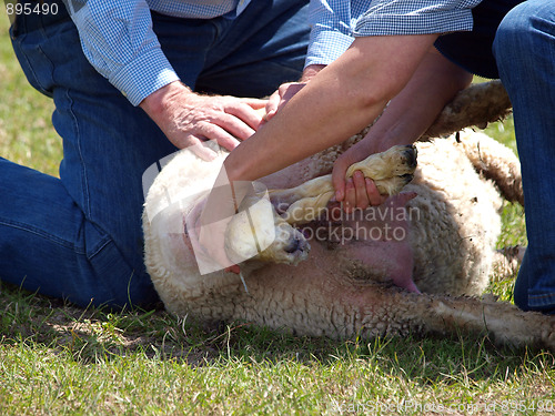 Image of Delivering a Lamb