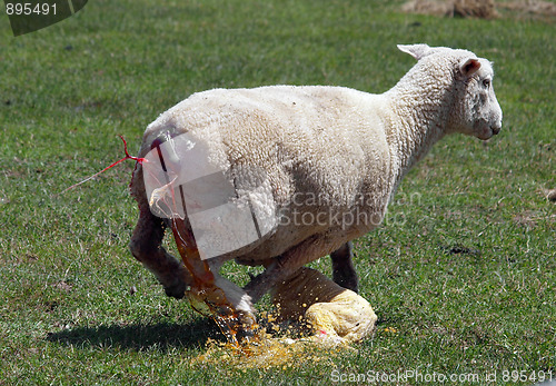 Image of New Born Lamb