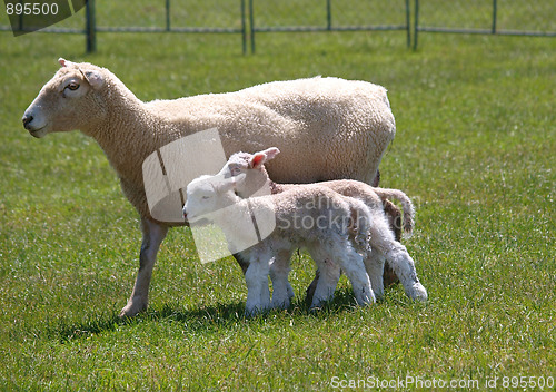 Image of Day Old Twin Lambs