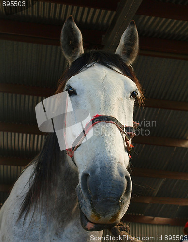 Image of Grey Portrait