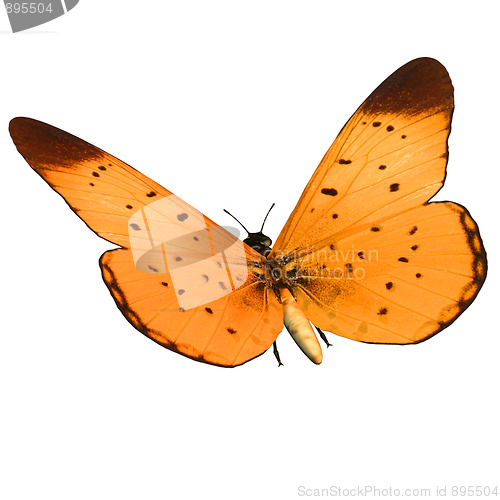 Image of Butterfly