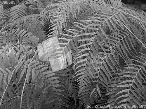 Image of Ferns