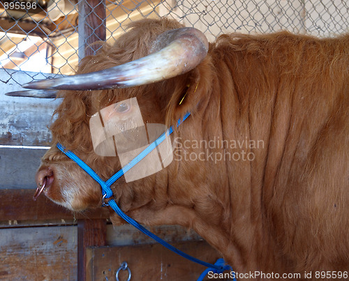 Image of Highland Bull