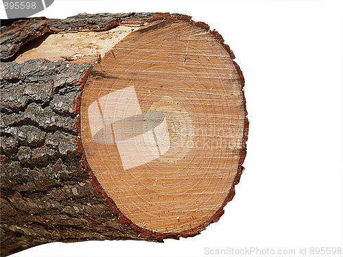 Image of End of a Pinus Radiata log