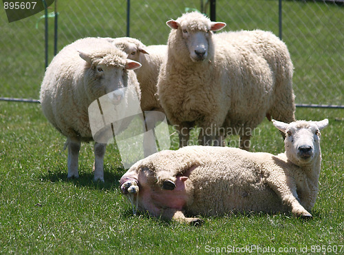 Image of Lambing