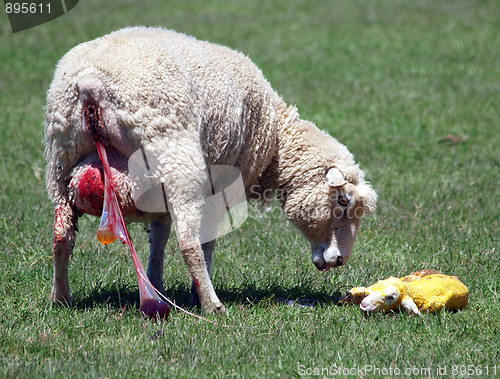 Image of Ewe & 3 minute old lamb