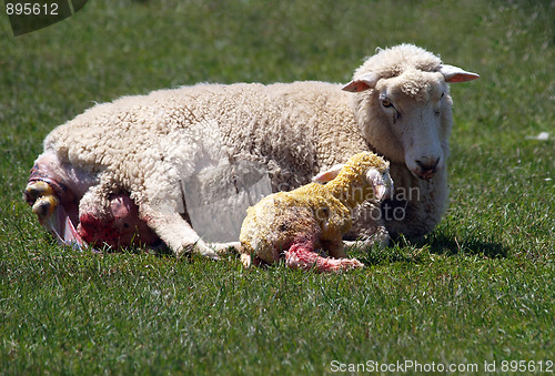 Image of Twin Birth