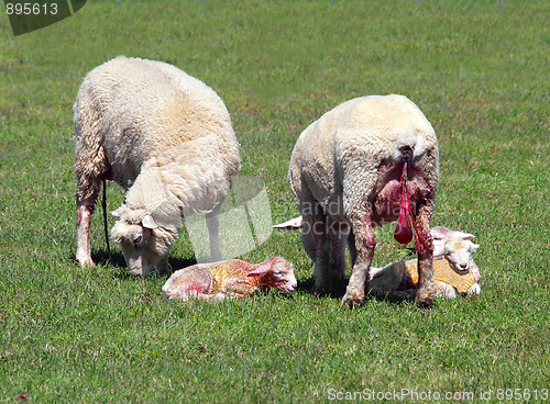 Image of Two Ewes with Newborn Lambs