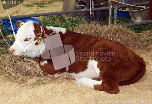 Image of Hereford Calf