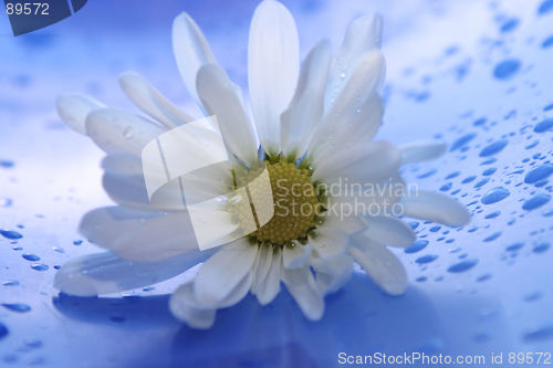 Image of Daisy