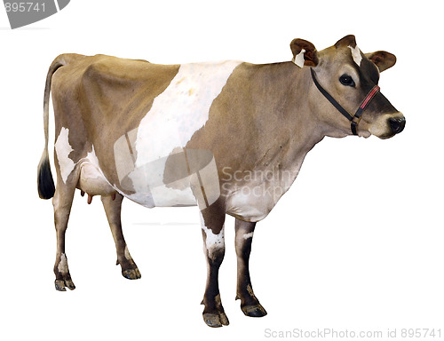 Image of Jersey Cow with Halter 