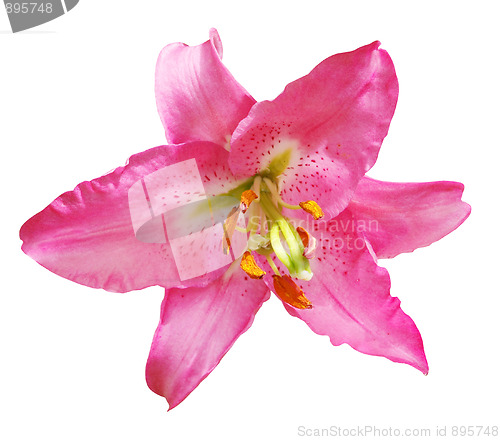 Image of Red Lily 