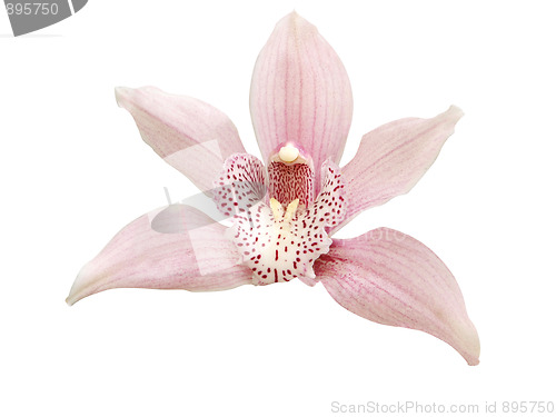 Image of Single Pink Orchid
