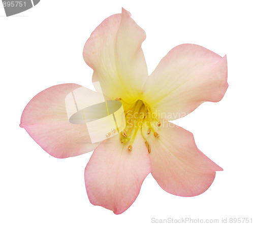 Image of Pink Rhododendron 