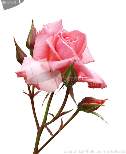 Image of Pink Rose with Buds