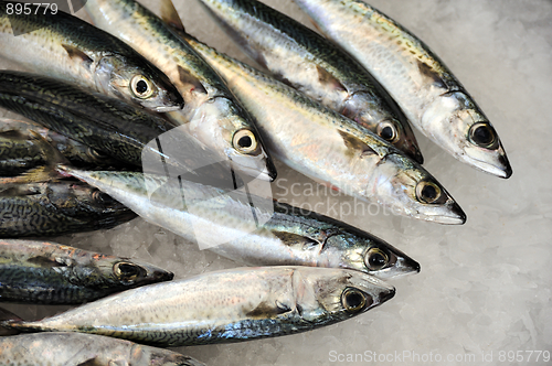 Image of Fresh mackeler fish, market of Madeira, Portugal