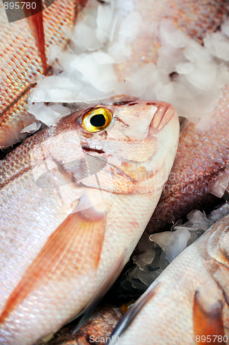 Image of Fresh Red Snapper, market of Madeira, Portugal