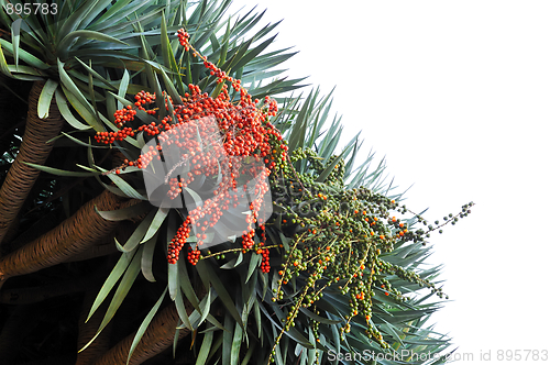 Image of Dragon tree,  Dracaena draco - Madeira