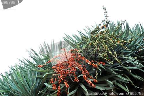 Image of Dragon tree,  Dracaena draco - Madeira