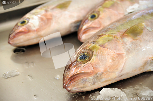 Image of Fresh Red Snapper, market of Madeira, Portugal