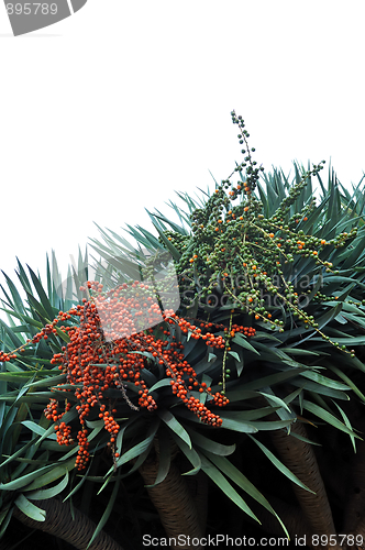 Image of Dragon tree,  Dracaena draco - Madeira