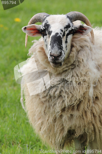 Image of sheep ram