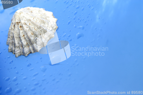 Image of Seashell