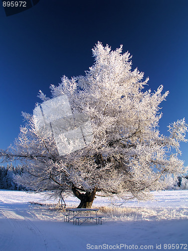 Image of Big frozen tree in sunshine