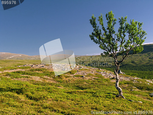 Image of Lonely tree on the hill