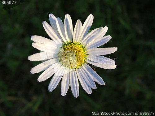 Image of white chamomile closeup