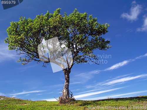 Image of Big tree 