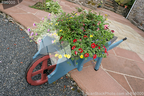 Image of Flowers