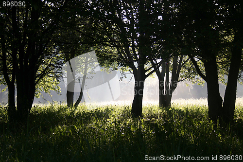 Image of sunrise in the garden