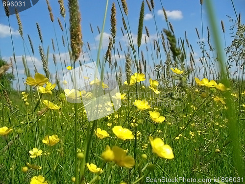 Image of summer flowers