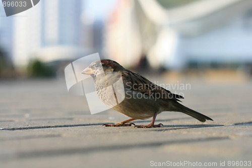 Image of Sparrow