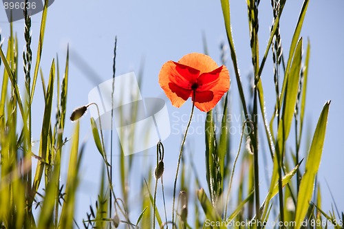 Image of Corn Poppy Flowers Papaver rhoeas