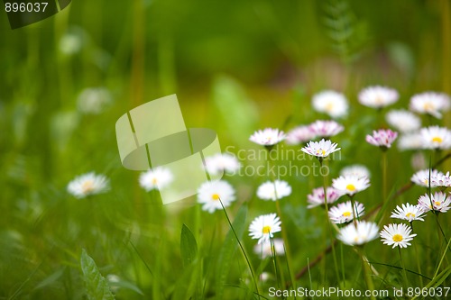 Image of Spring Meadow