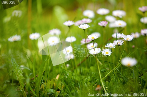 Image of Spring Meadow