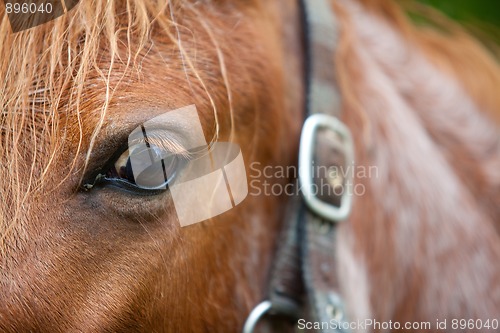 Image of Horse head