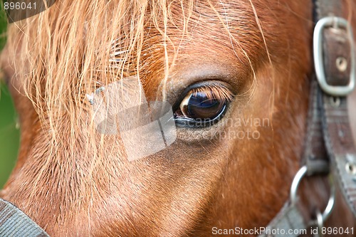 Image of Horse head