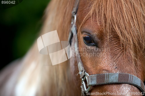 Image of Horse head