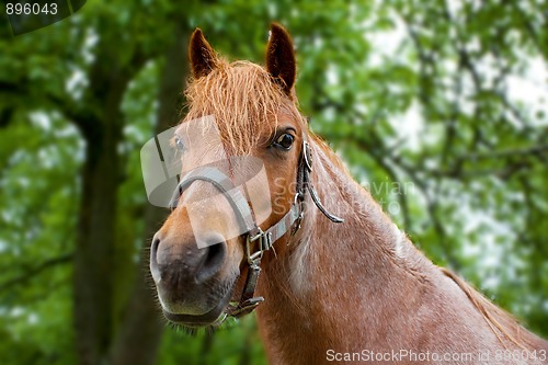 Image of Horse head