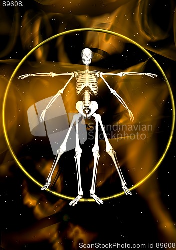 Image of Leonardo skeleton